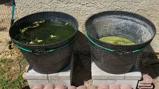 Is Your Container Fish Safe?!?!Summer Tub PSA for Mini and Patio Ponds