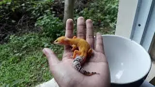 Super Hypo Tangerine Leopard Gecko