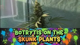 Botrytis or white fuzzy mold on Cannabis. Why it happens and what to do.