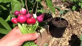 Tips For Home Garden Abundance