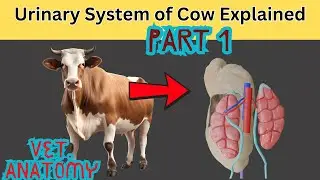 🐄💧Urinary System of Cow Explained! (Part 1) | Kidney Anatomy, Morphology & Location 🔍🧠
