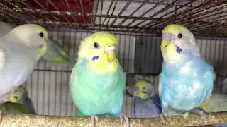 #rainbowbudgies 03472433231 #birds #parrotbreeding #parrot #parrotcare #birdsmarket #budgies 