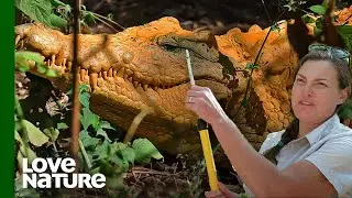 Giant Nile Crocodile Resists Sedation by Rescuers | Part 1 | Love Nature