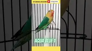 AQUA BLUE 1 Fischeri ⭐⭐⭐#shorts