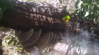 Colorado de eucalipto 5º vídeo