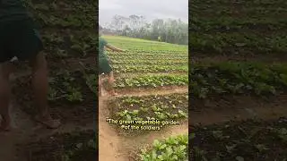 The green vegetable garden of the soldiers #vegetables #army