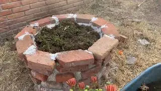 TRASPLANTE  DE MARGARITAS EN MACETA // PASO A PASO