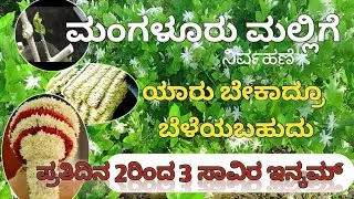 ಮಂಗಳೂರು ಮಲ್ಲಿಗೆ ಗಿಡ ಮಾಡಿ🌸 ಸಾವಿರ ಸಾವಿರ ಸಂಪಾದನೆ ಮಾಡಿ 🌿🌿
