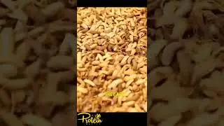 Feeding our #blacksoldierflylarvae for a second time to increase yield before harvesting.
