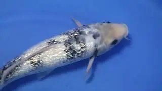 6. Ginrin Shiro Utsuri 34 cm Omosako Koi Farm Bloodline X-1 Certificate