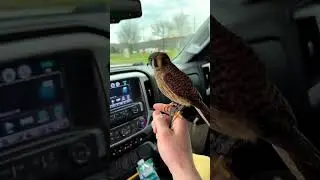 Attack brid drive by. #explore #animals #foryou #houston