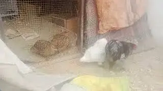 Beautiful Fancy Bantam Hen | Tiny But Royal | Clarova Pets Family