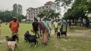 Saptibari Degree College Lalmonirhat. #shorts #shortfeed #sarafnawar77 @sarafnawar77