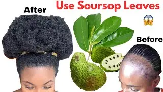 Use Soursop Leaves For Hair Growth! Try Once & Your Hair Won&rsquo;t Stop Growing!