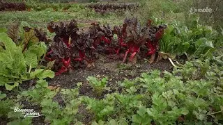 Bienvenue aux Jardins : Jardin du Domaine du Boisniard
