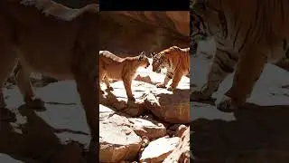 Puma vs tiger  #puma #animals #wildlife