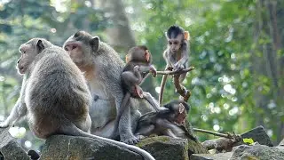 Gentle peaceful moments | Relaxing wildlife videos | Wild monkey | Quiet life outdoors