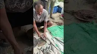 fish shop in village ||#fishshorts #fishcutting #fishmarket #travelshorts @nomadictribe11