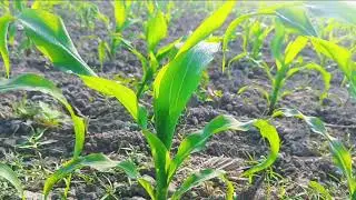 My first farming vlog ❤️&zwj;🩹#love #farming #kisaan 