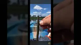 Bass Fishing - How to Texas Rig a plastic worm. #bigbassenergy #catchinbass #fishing #bassfishing
