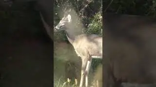 4 Point Buck On Camera! #shorts #youtubeshorts #hunting