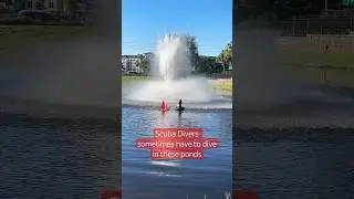 Some Divers have to dive in retention ponds full of Gators 🤿🐊 #scubadiving #alligator