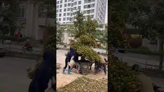 C&aacute;c b&aacute;c da vườn quất em đi ạ😂#motvongvietnam