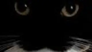 Top 8 HBLL || scotophobia