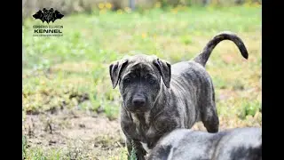 Fatima Cerberus Illusion - Cimarron Uruguayo -Trick Dog training 2