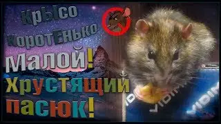 Хрустящий ПАСЮК Малой, или кушаем бананку! (Wild Rats | Дикие Крысы)
