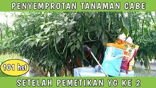Penyemprotan ke 24‼️setelah panen ke 2