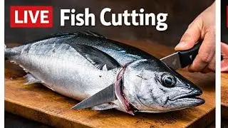 🔴 Live Fish Cutting ASMR | Fresh Seafood Processing from Market | For USA & Europe Viewers