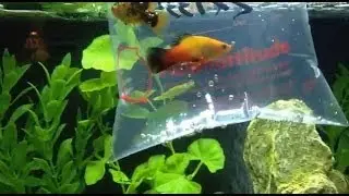 Aquarium ASMR