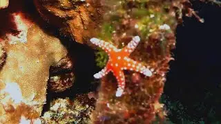 Ghardaqa Sea Star (Fromia ghardaqana), Морская звезда Фромия гардакана