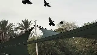 Индийская ворона/Блестящий ворон (лат. Corvus splendens)