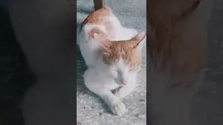 Cat in BHU 200 GB