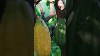 Cacao #asmr at the farm #shorts