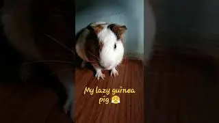 #shorts #shortsvideo #guinepig #guineapiglover