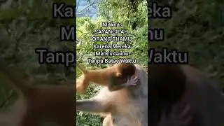 Kasih Ibu Sepanjang Waktu Induk Monyet Sabar Merawat Anaknya #airkehidupan#binatangviral #shorts