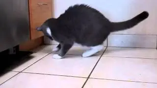 Cat with two tails