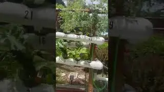 Plantas en tubos 😍🪴