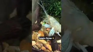 How a Vampire Shrimp Eats! 🧛&zwj;♂️ #rockstar #dance #shrimp #freshwateraquarium #funnyanimals #cute