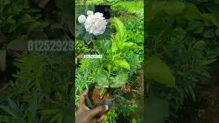 Rose Jasmine plants for online sales#onlineplantsale #jasmin #flowerplants