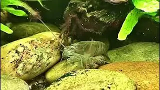 African fan shrimp.