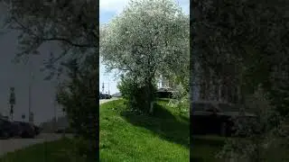 Уральская дикая яблоня (ural wild apple tree)