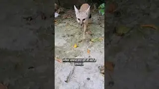 Fox comes to my house every day #india #savewildlife #Fox #thebiharguy
