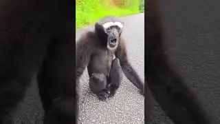 unique animal sounds