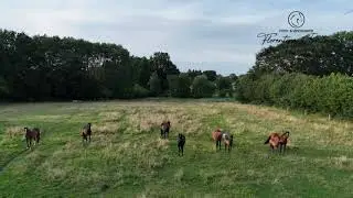Trakehner Herde Drohnenaufnahmen Juli 2025
