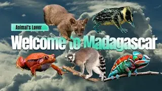 Wild Wonders of Madagascar: Lemurs, Frogs, Fossa, and Beyond