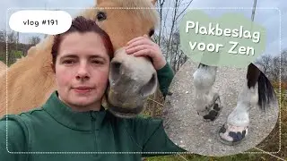 Plakbeslag voor Zen! - Paard Optimaal - Vlog #191